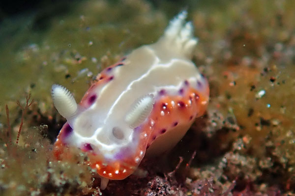 Gerombong