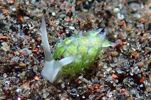 Gerombong
