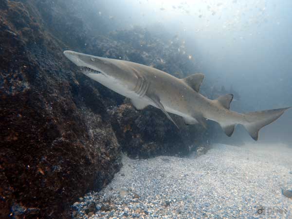 Grey nurse shark