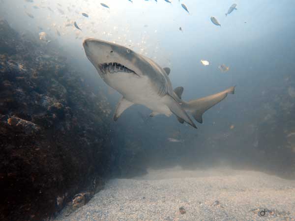 Grey nurse shark