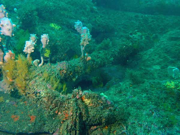 Nudi