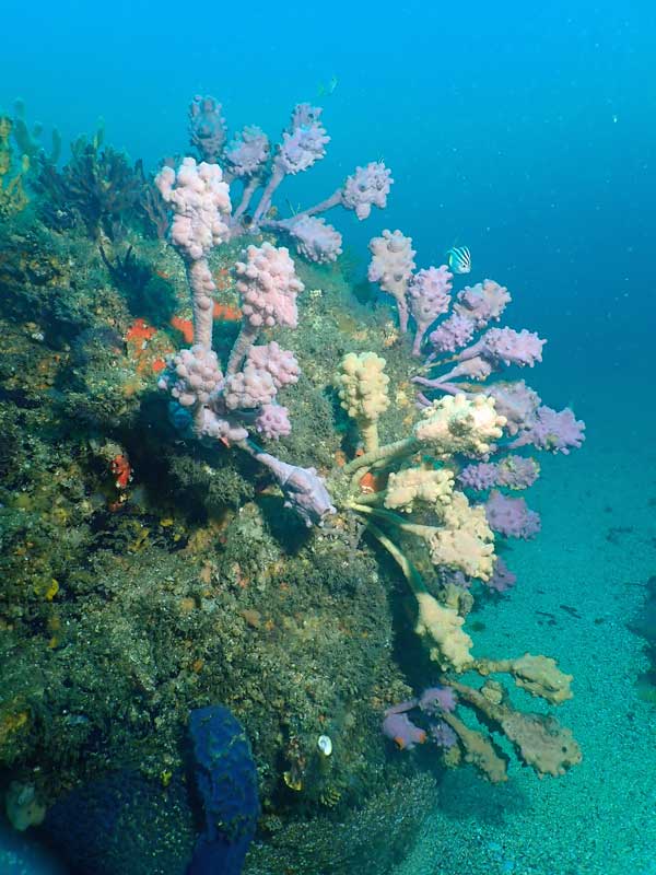 Sponge Gardens