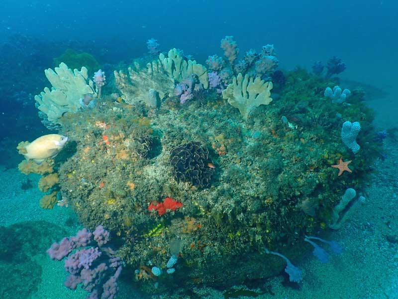 Sponge Gardens