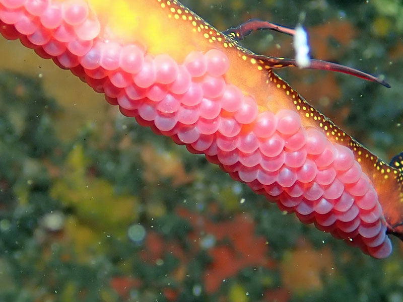 Sea Dragon