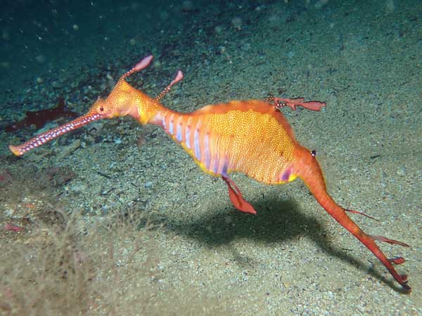 Sea dragon