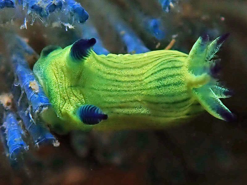 nudi