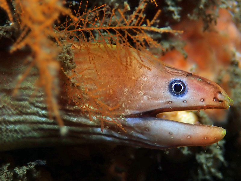 Moray eel