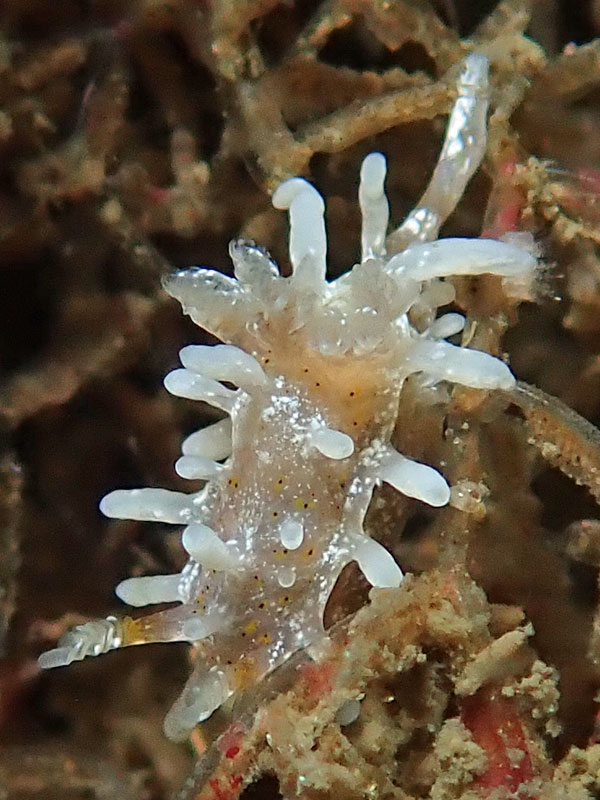 Nudi