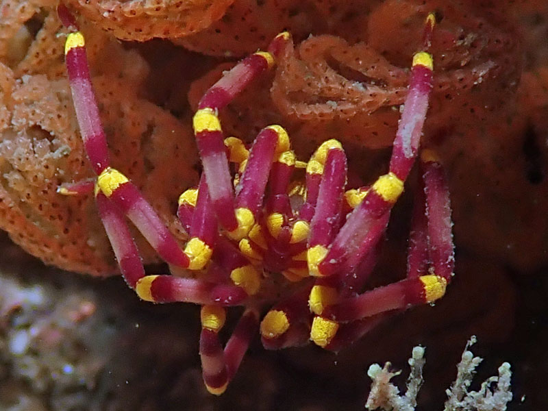 Sea spider