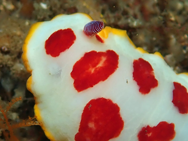 Glandular chromoodoris
