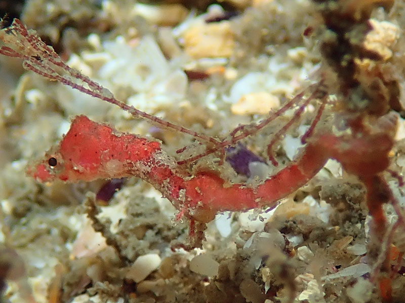 Pygmy pipehorse