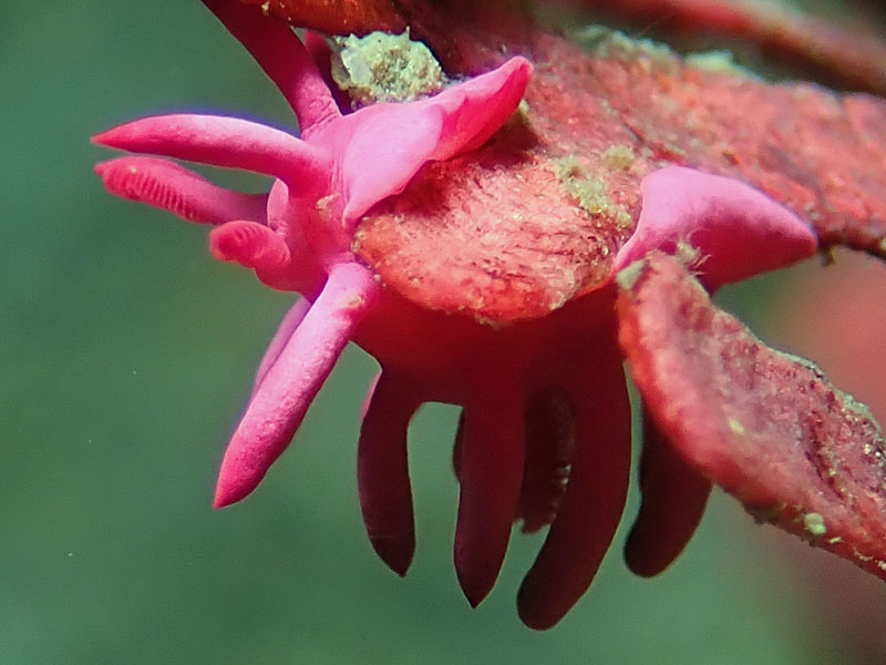 Pink okenia