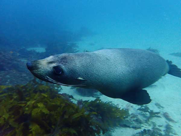 Seal