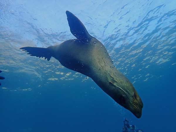 Seal