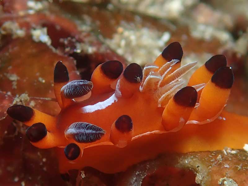 Sea dragon