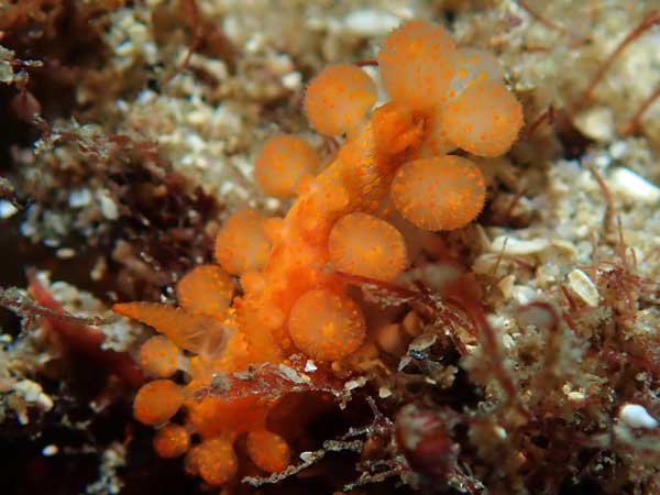 Sea dragon