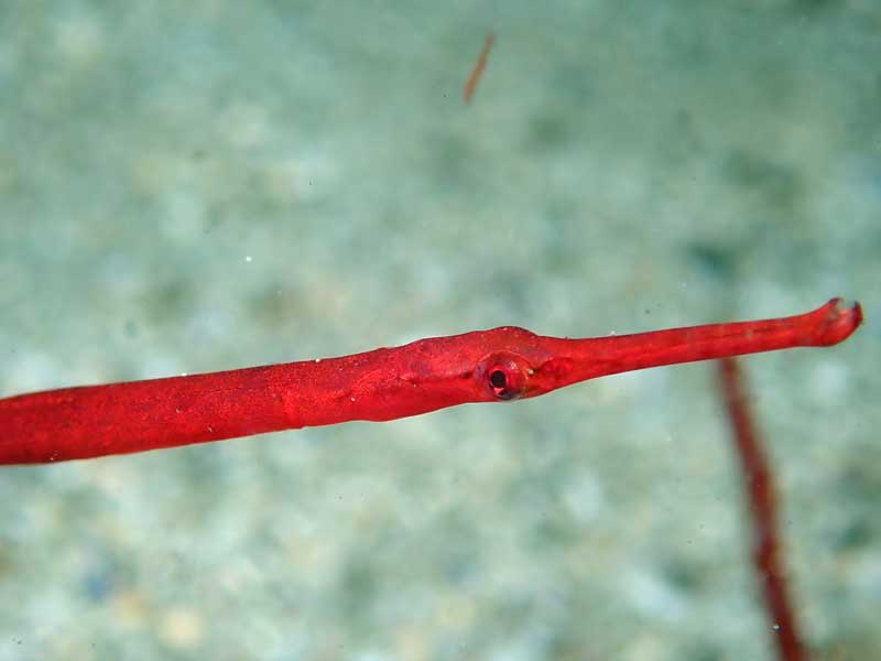 Inscription Point