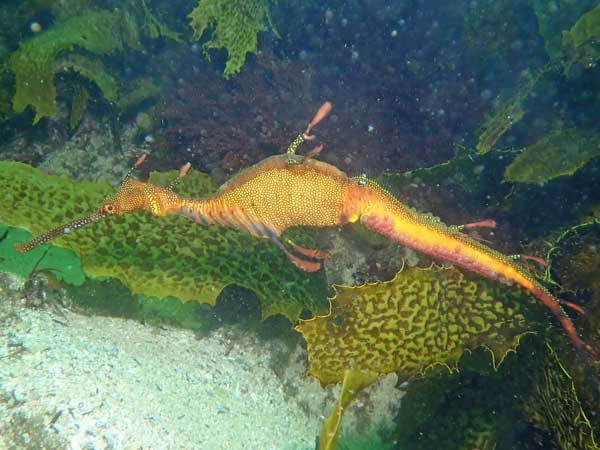 Sea dragon