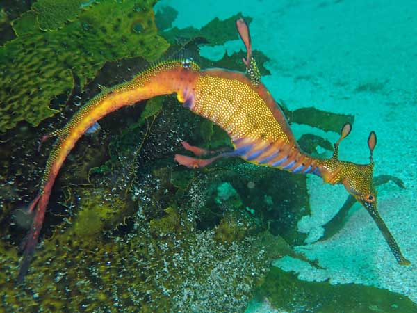 Sea dragon