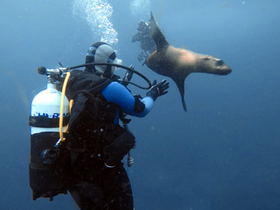 Seal