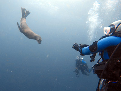 Seal