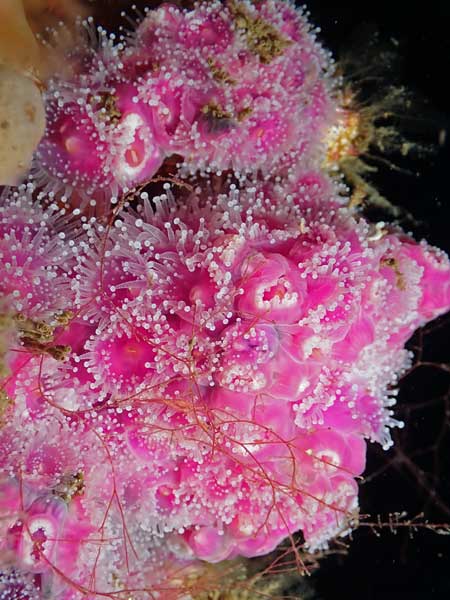 JD Reef