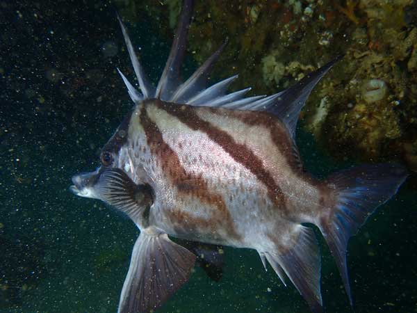 JD Reef