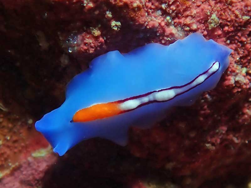 Kilima