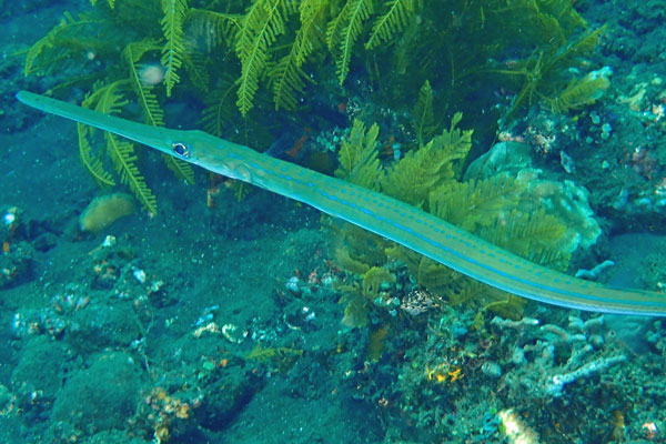 Kubu