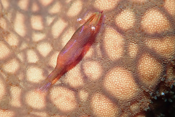 Kubu