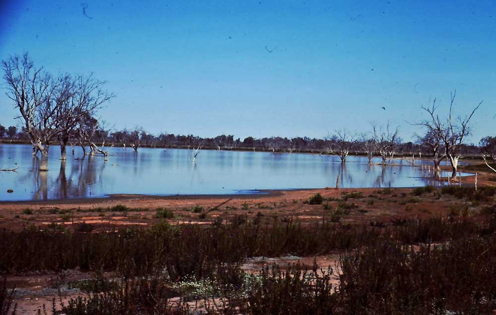 Sturt NP