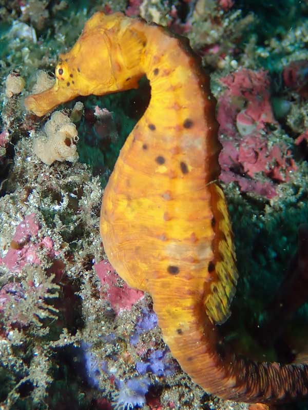 Big belly sea horse