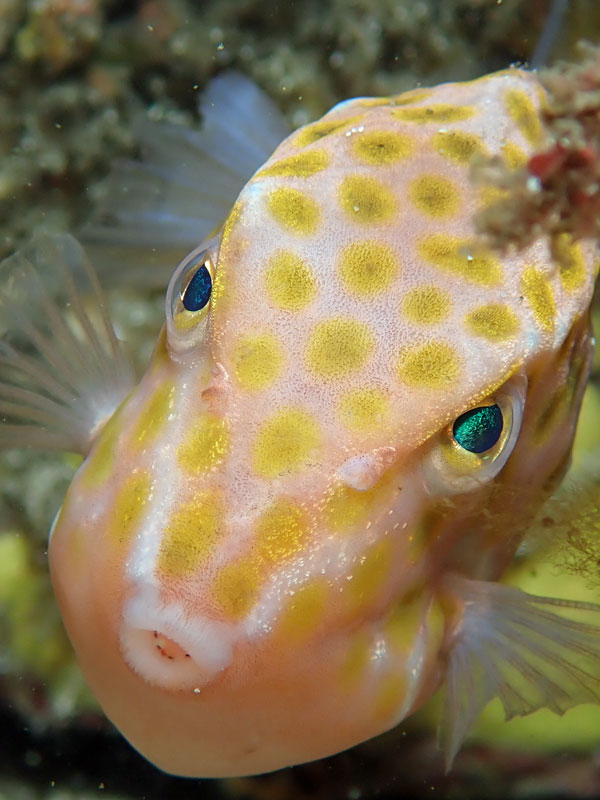 Boxfish