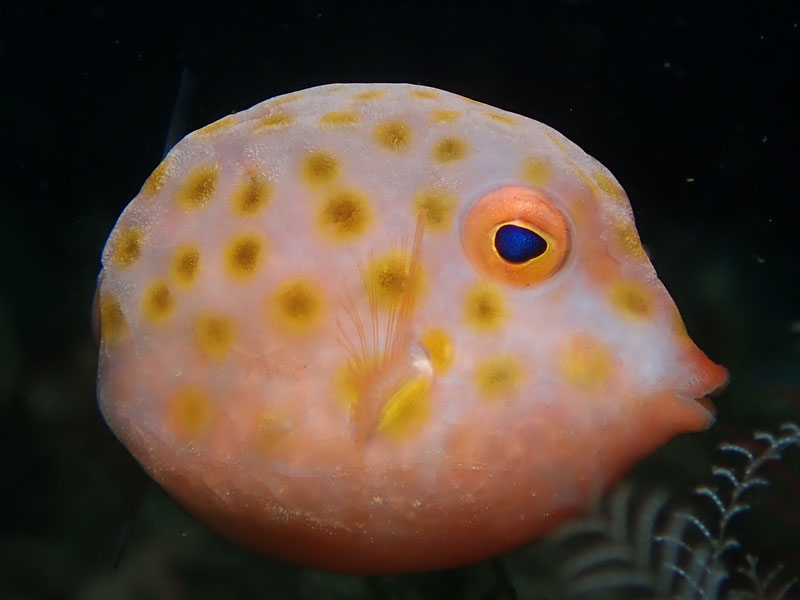 Boxfish