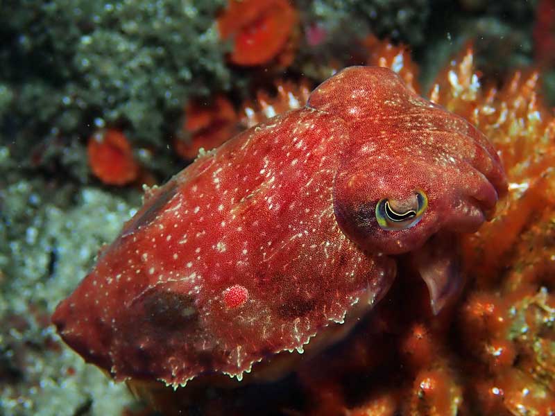 Cuttlefish