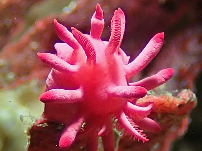 Pink okenia