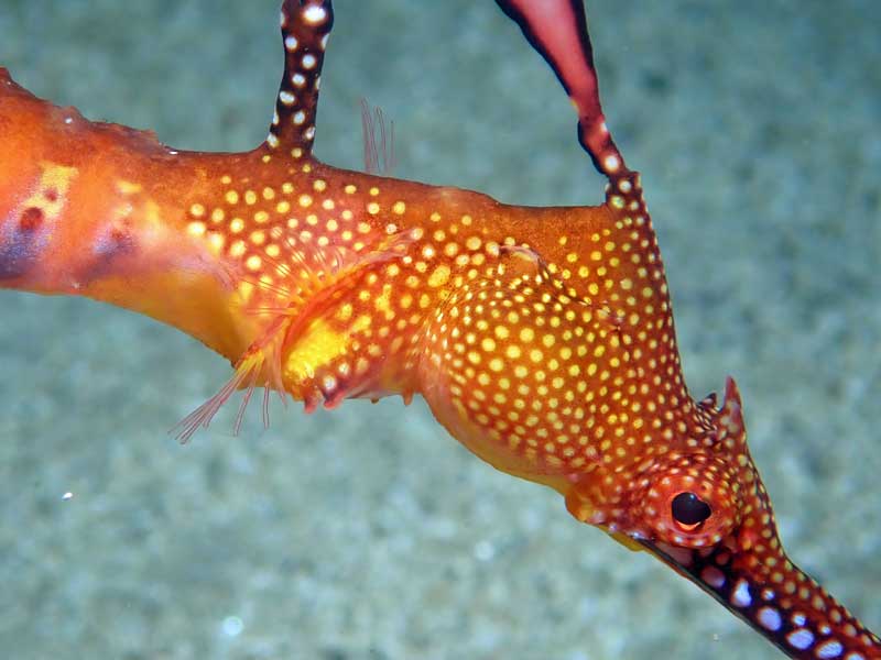 Sea dragon