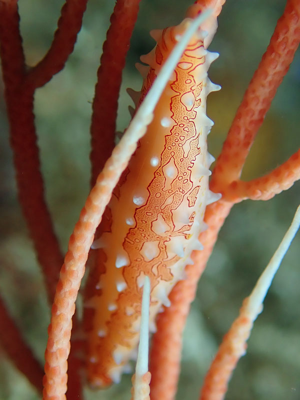 Spindle cowrie