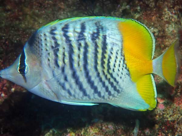 Lord Howe Island