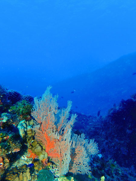 Lord Howe Island