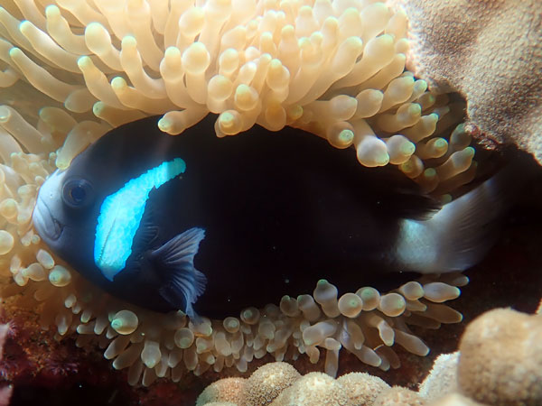 Lord Howe Island