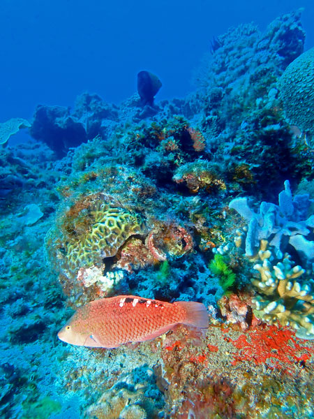 Lord Howe Island