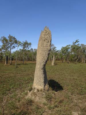 Termite Mound