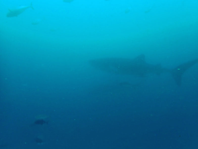 Manta Bowl