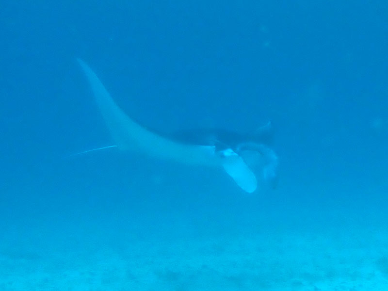 Manta Bowl