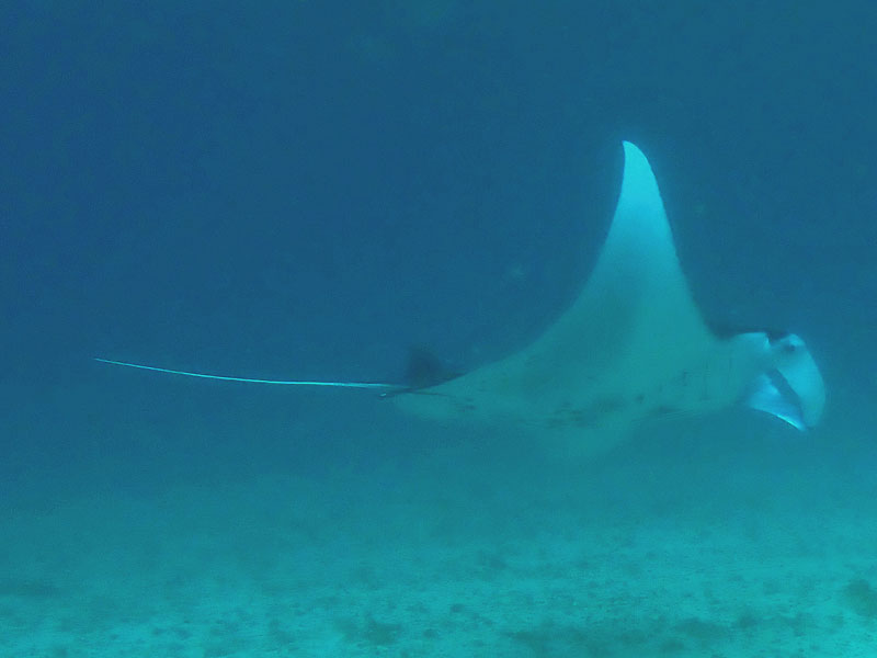 Manta Bowl