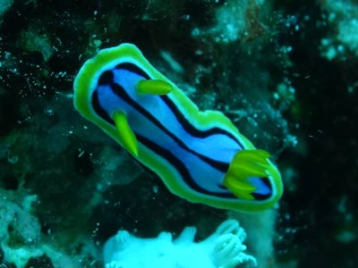 Manta Point