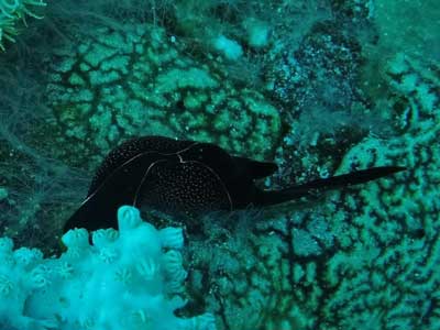 Manta Point
