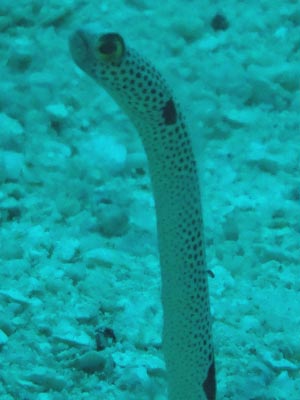 Manta Point