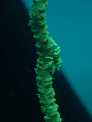 Manta Point